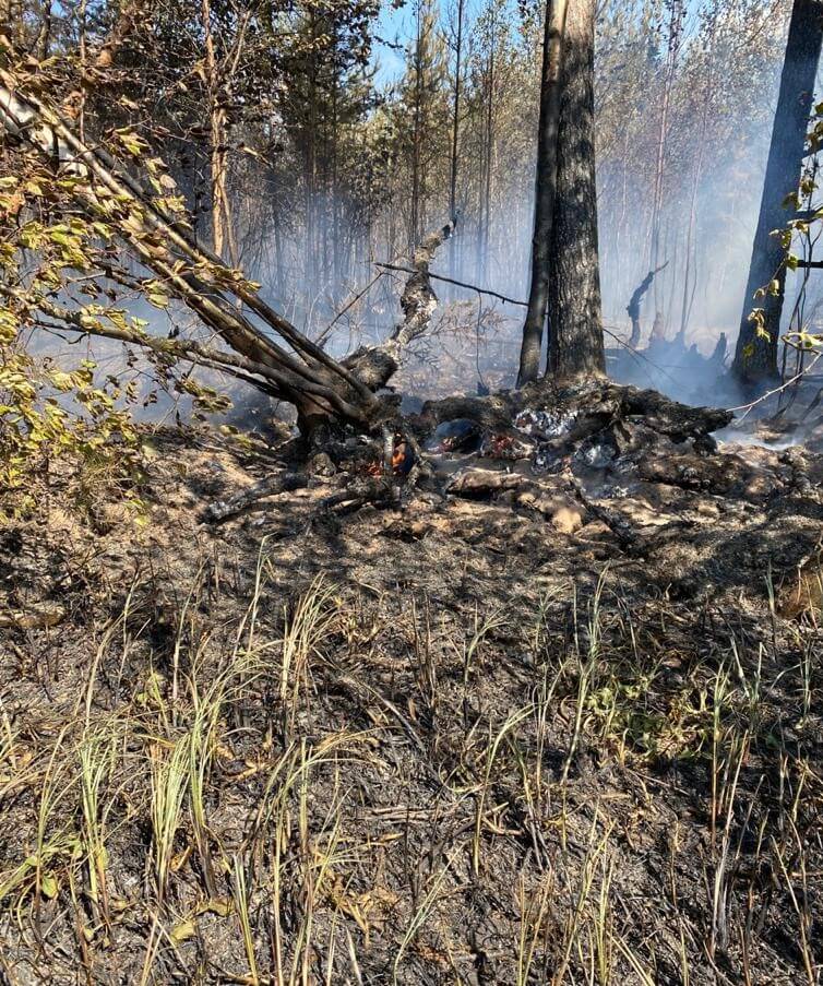“Vologda forest industrialists” participate in an active fight against forest fires in the region