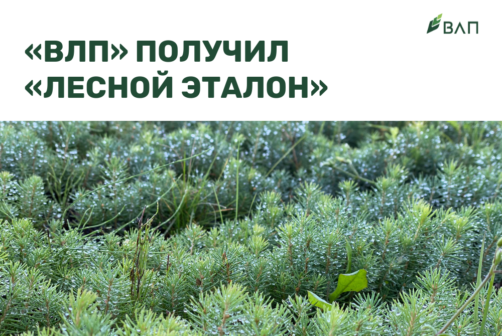 «ВЛП» получил «Лесной эталон» и подтвердил приверженность Группы к ответственному лесопользованию